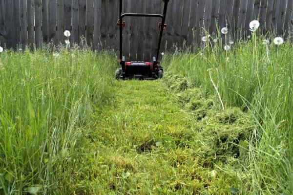 Cost of High Grass Mowing in Lake Mary