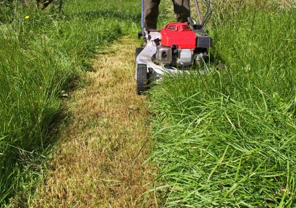 Leaf Mowing in Lake Mary