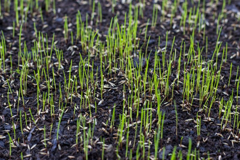 Grass Growth During Spring